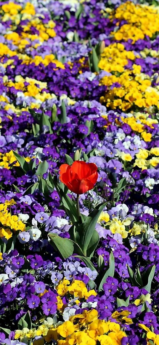 pansies, tulips, flower, flowerbed, spring