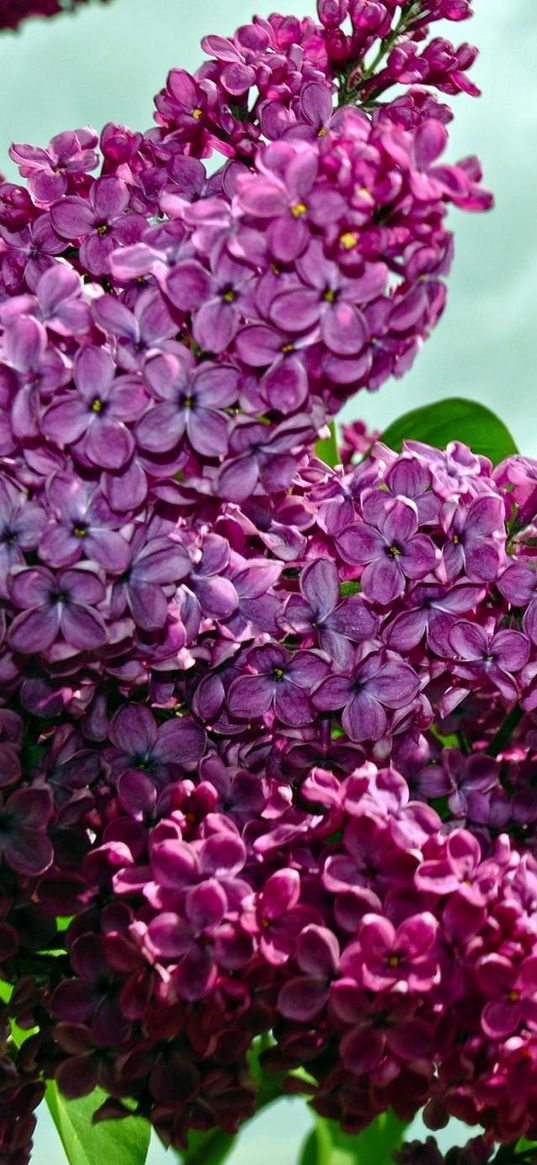 lilacs, twigs, flower, sky, spring