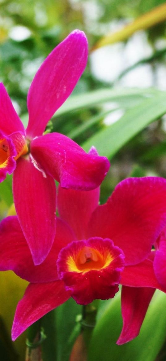 irises, flowers, flowerbed, green, blur, close-up