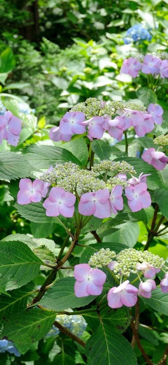 hydrangea, blooms, leaves, close-up