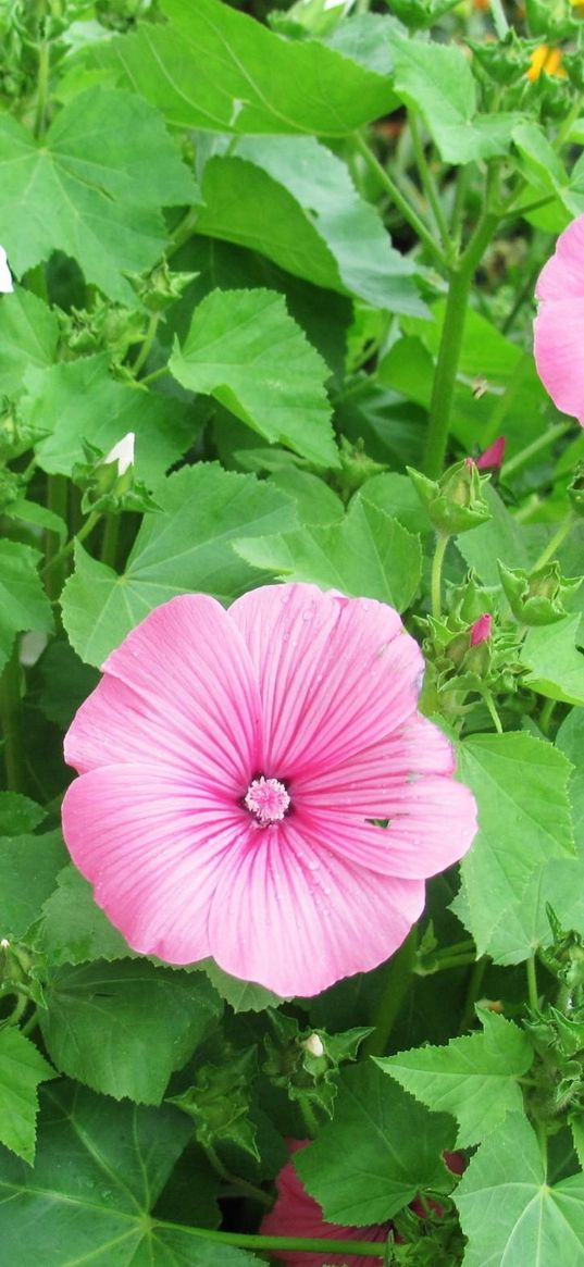 lavatera, flowers, herbs, flowerbed