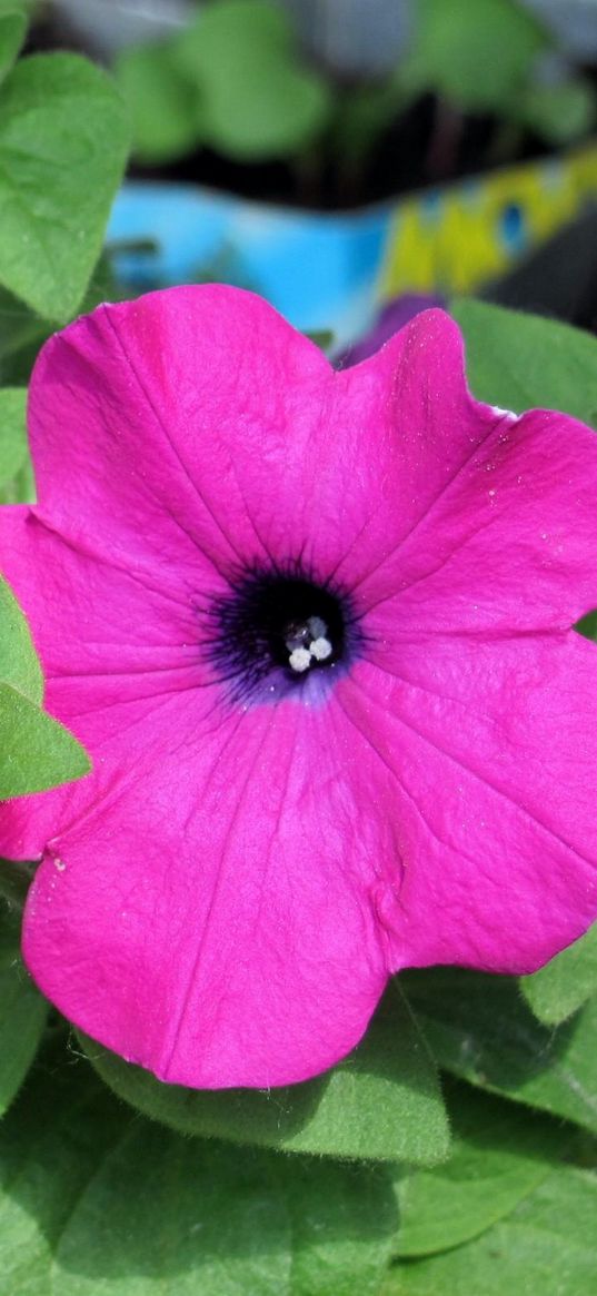 petunia, pansy, flowers, close-up