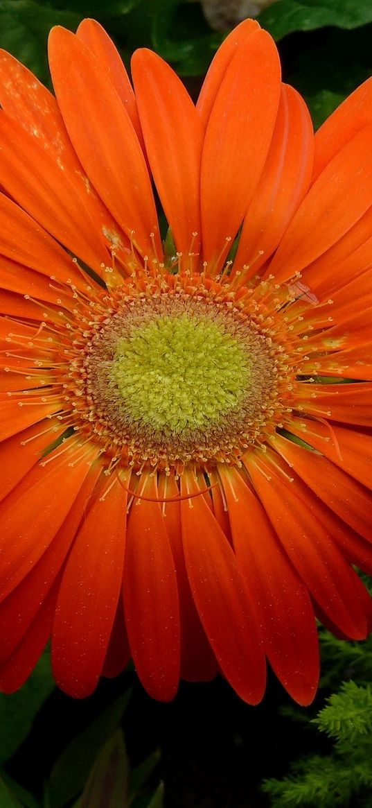 gerbera, flower, petals, drops, fresh, close-up