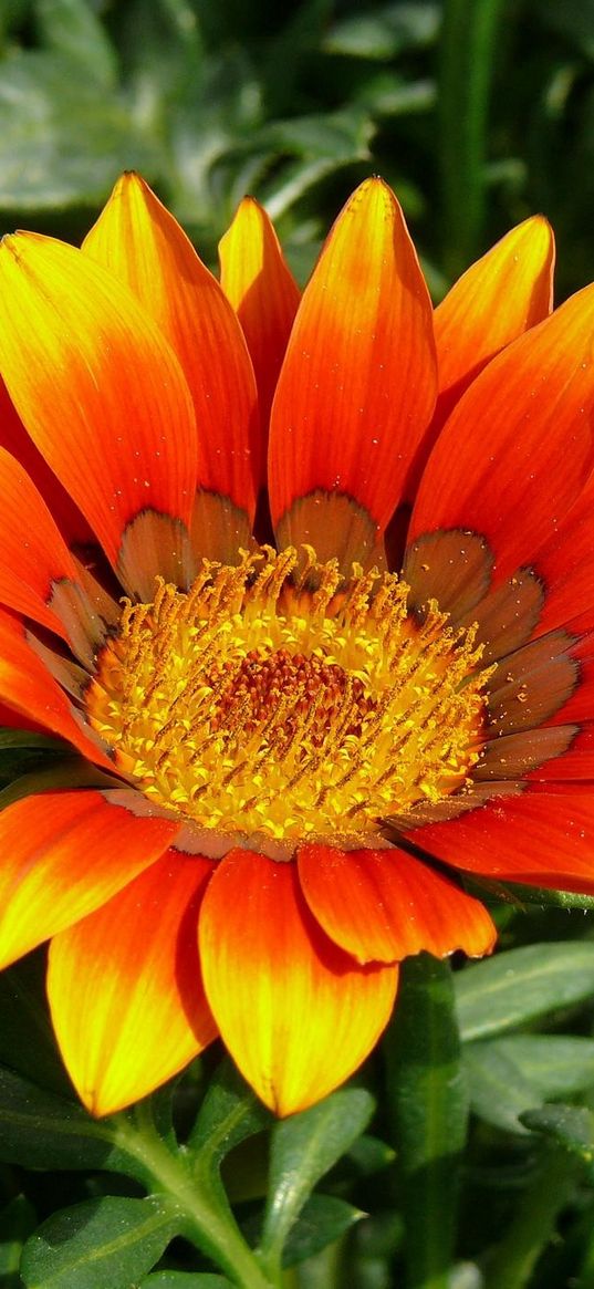 gazaniya, flowers, herbs, close-up