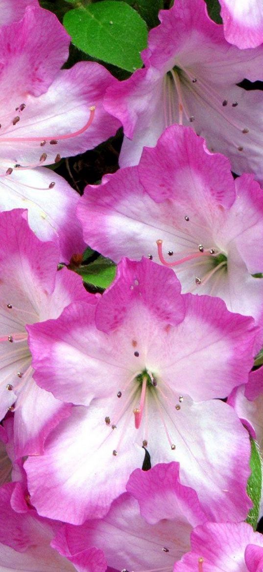 azaleas, flowering, soft, close-up