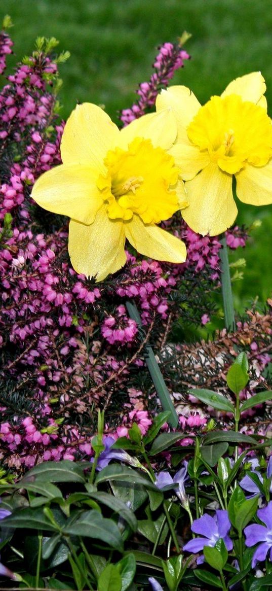 daffodils, heather, periwinkle, flowerbed, green