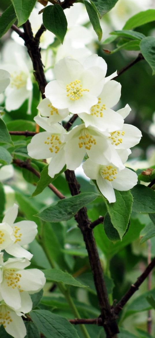 jasmine, blossoms, twigs, spring, greens