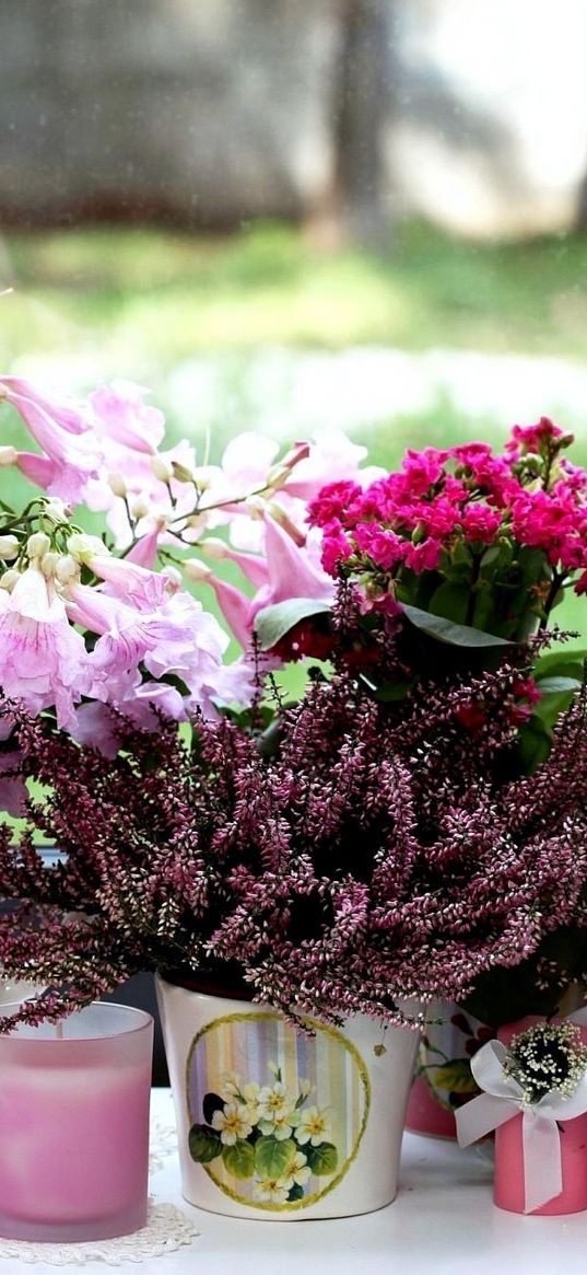 cyclamen, heather, kalanchoe, orchids, flowers, vases, candles, window