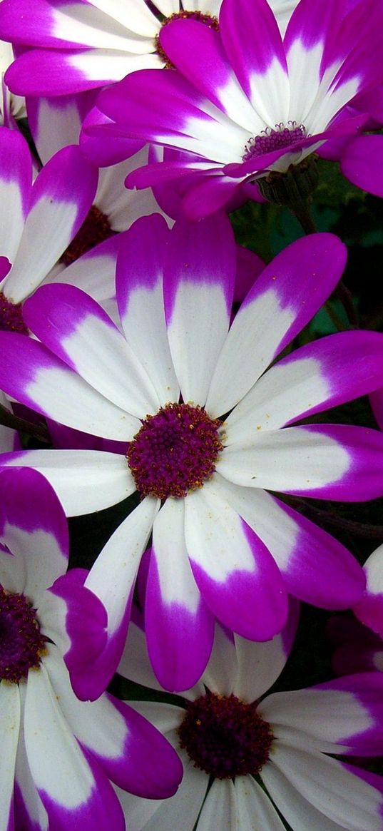 cineraria, flowers, bright, colorful, petals