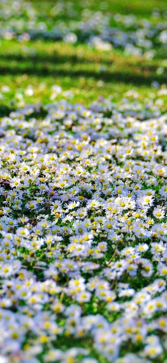 daisies, flowers, fields, green, sunny, sharp