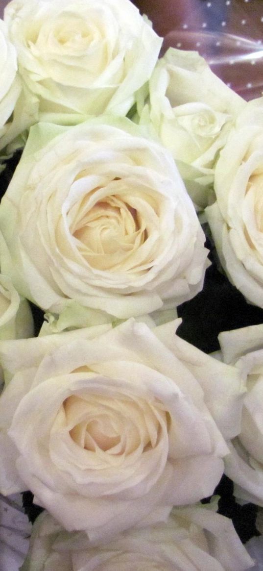 roses, flowers, white, flower, packaging