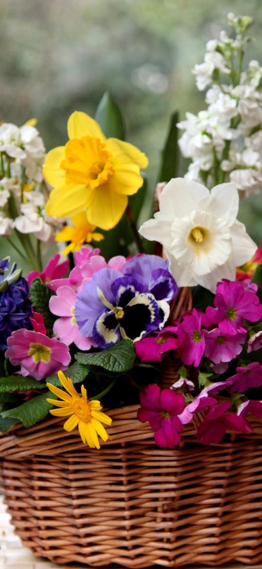 daffodils, hyacinths, pansies, flowers, composition, basket