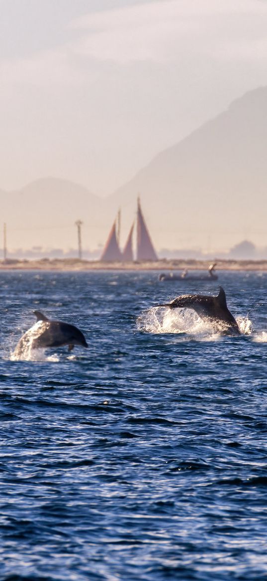 dolphins, sea, waves, water, coast