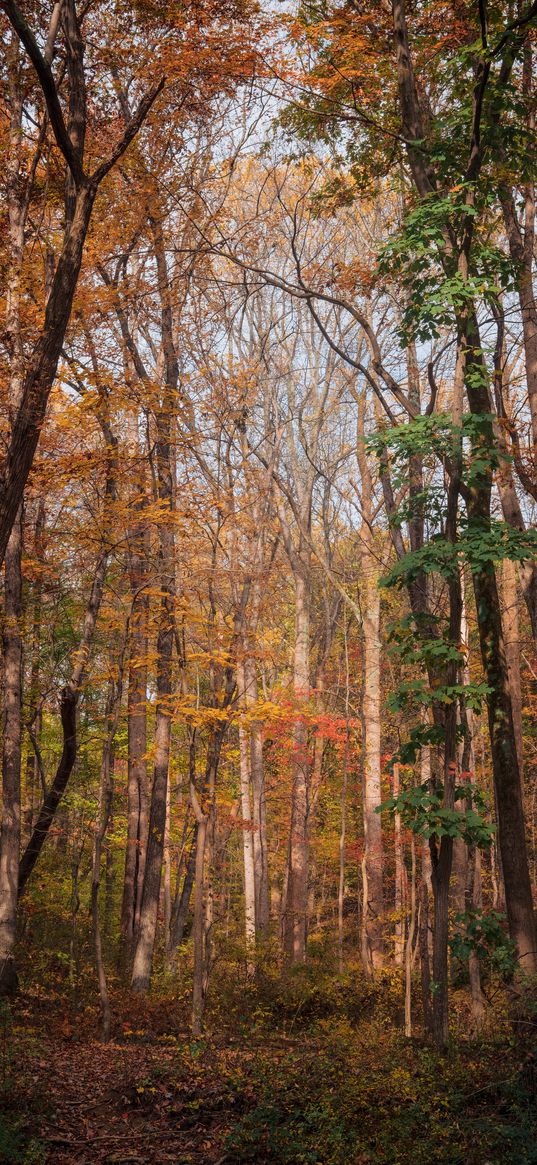 forest, trees, autumn, fallen leaves, nature, walk