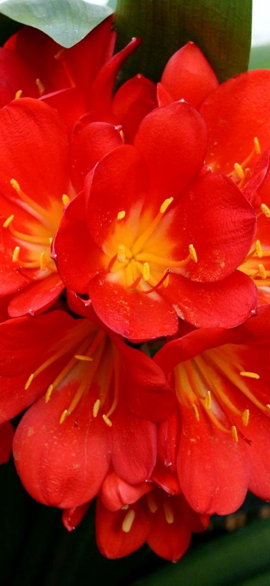 cleave, flower, room, leaves