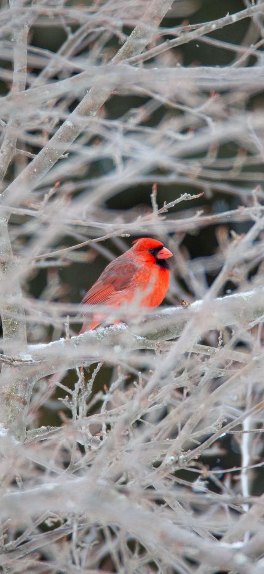 red cardinal, bird, tree, branches, snow