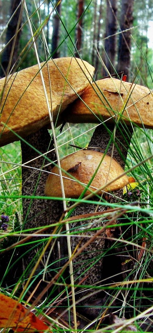 brown cap boletus, three, grass, earth