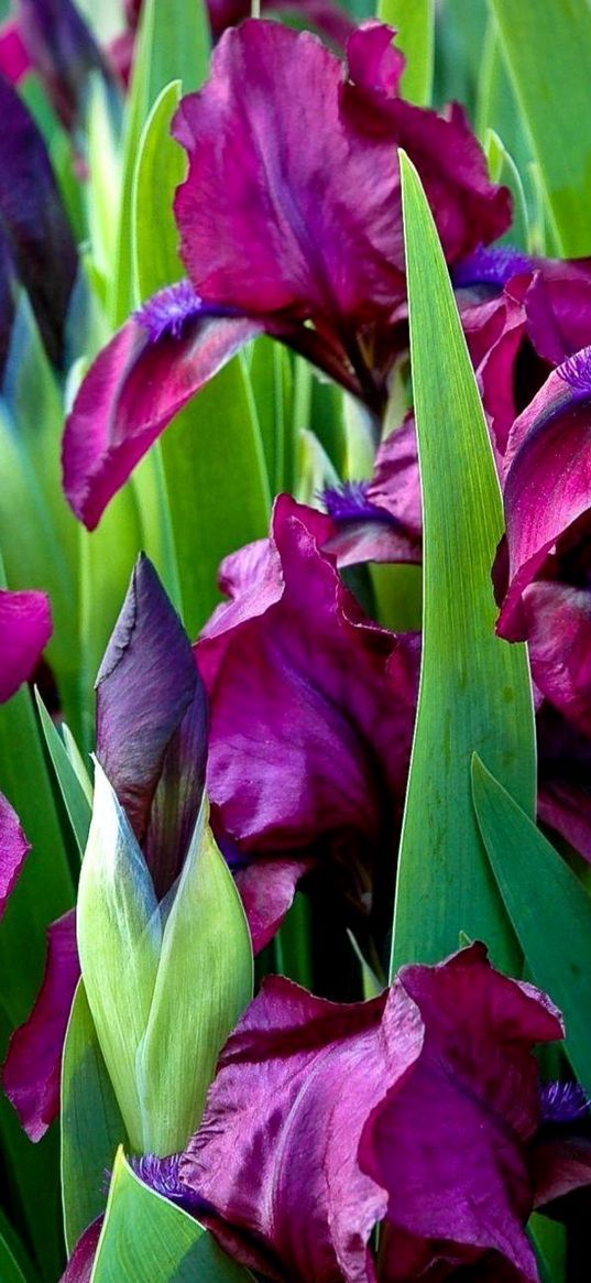 irises, flowers, colorful, flowerbed, green