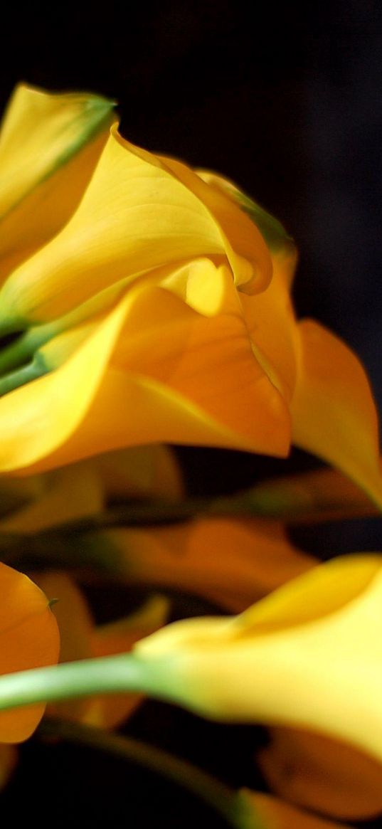 calla lilies, flowers, yellow, bouquet, black background, sharpness