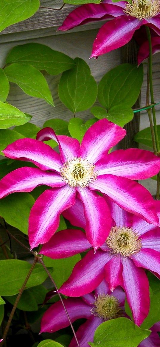 clematis, flowering, bindweed, leaves, wall