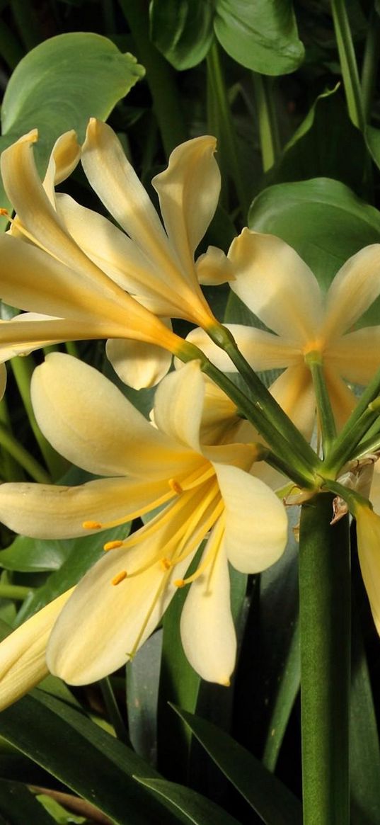 cleave, flower, stamen, green, close-up