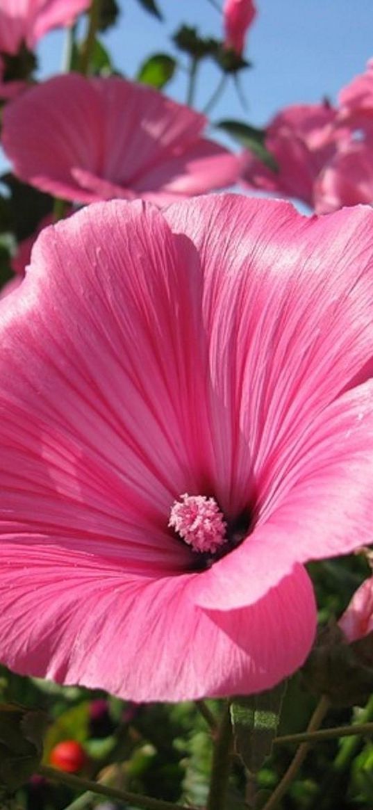 lavatera, flowers, flowerbed, sunny, close-up