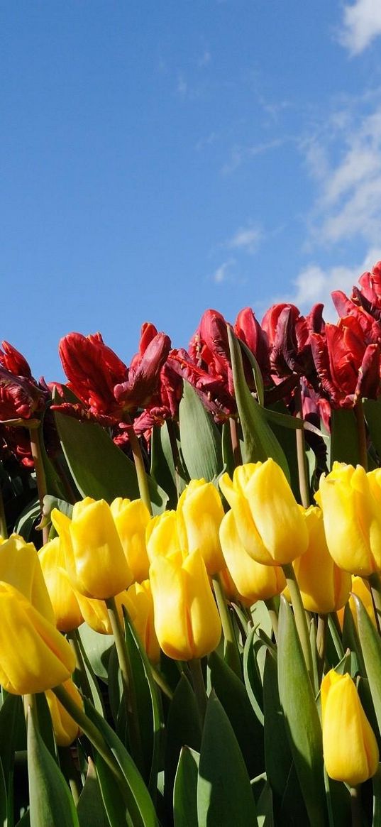 tulips, flowers, different, flowerbed, sky