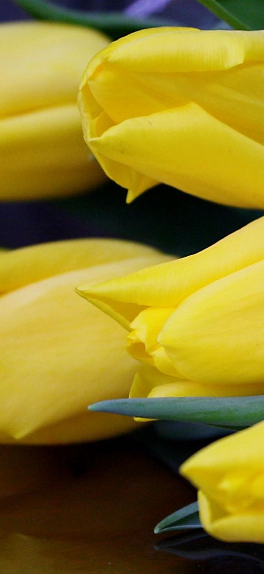 tulips, flowers, yellow, are