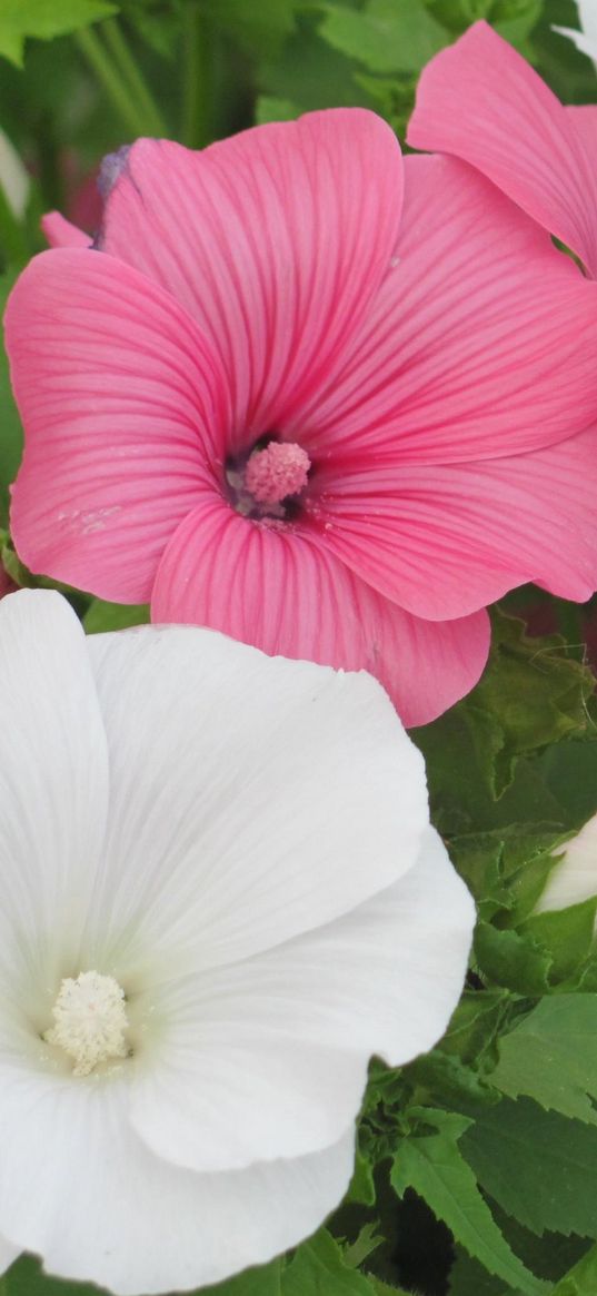 lavatera, flowers, herbs, bright