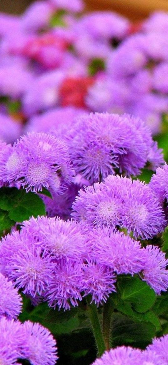 ageratum, flowers, fluffy, leaves