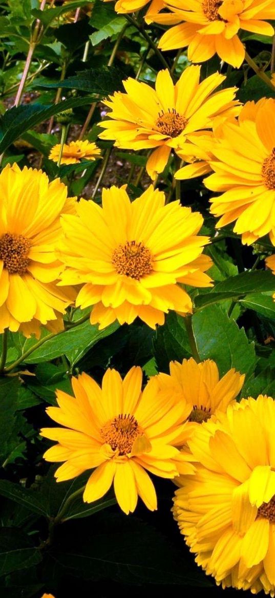 rudbeckia, flowers, flowerbed, green