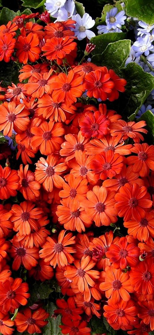 cineraria, flowers, bright, colorful, different, leaves