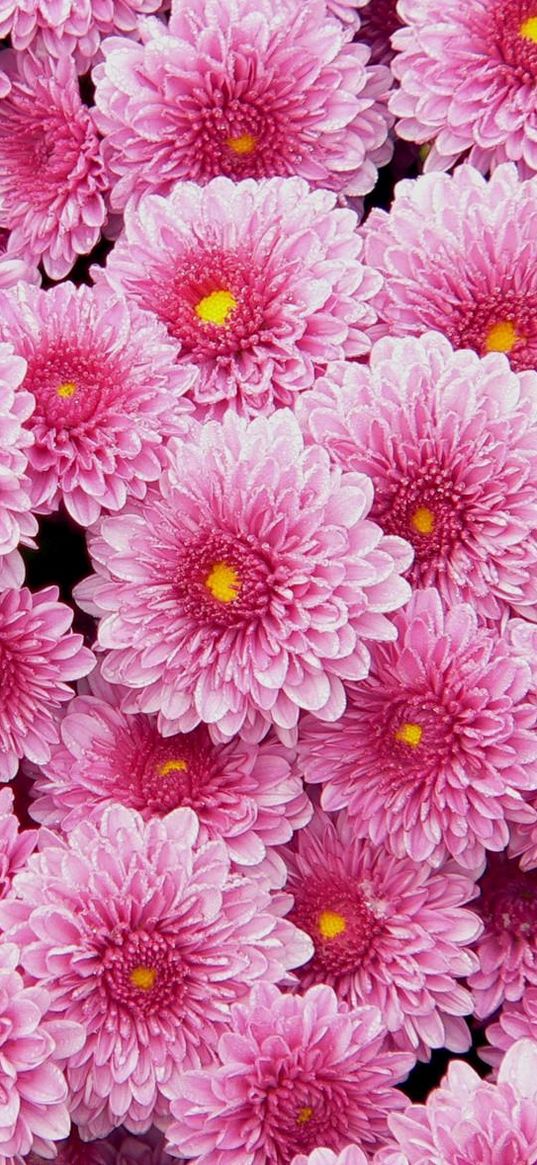 chrysanthemums, flowers, pink, lot