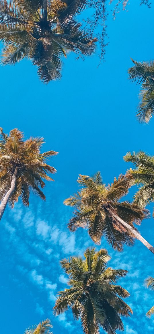 palm trees, trees, clouds, blue sky