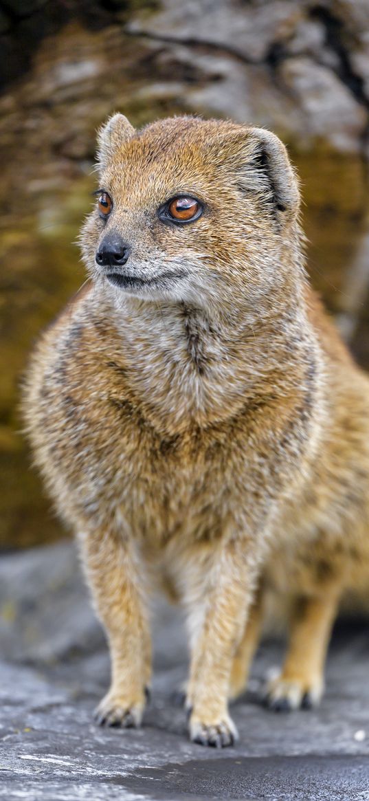 yellow mongoose, mongoose, wildlife