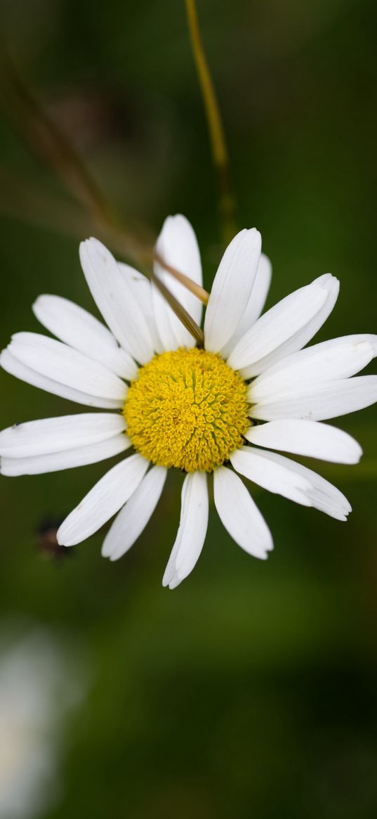 chamomile, petals, flower, blur, macro