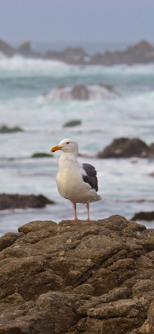 seagull, bird, stone, sea