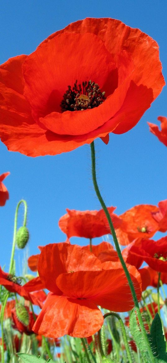 poppies, field, sky, green, summer, vacation