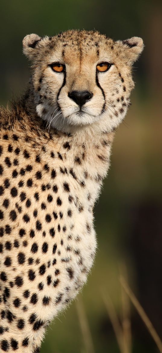 cheetah, big cat, predator, wildlife, animal