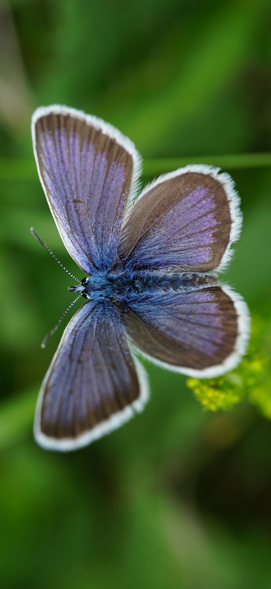 lycaenidae, butterfly, blur, macro