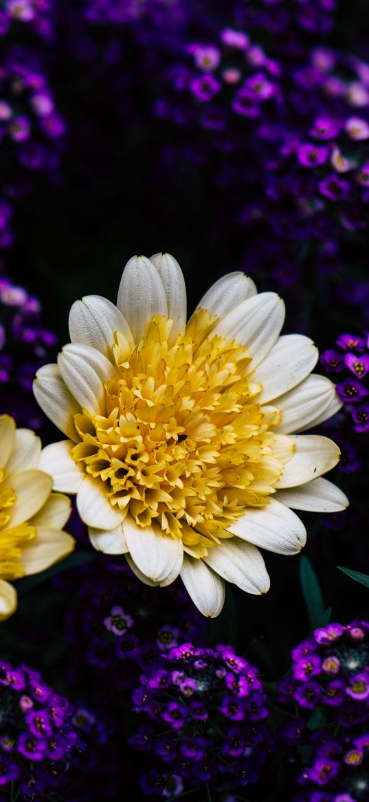 chrysanthemum, flowers, yellow, petals