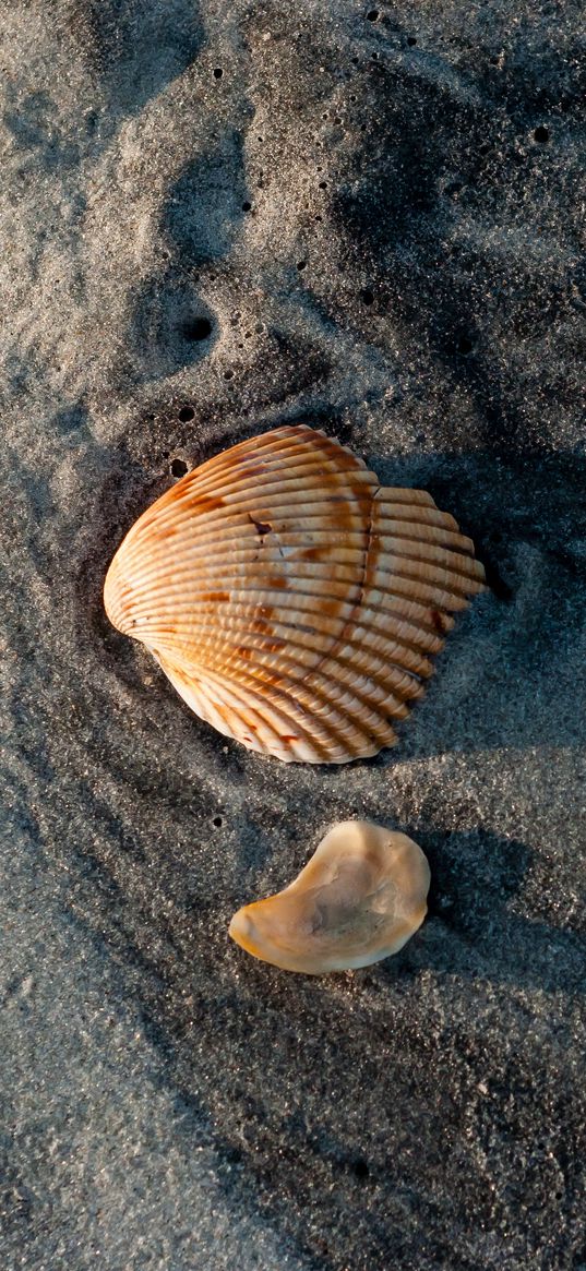 shells, sand, macro, relief