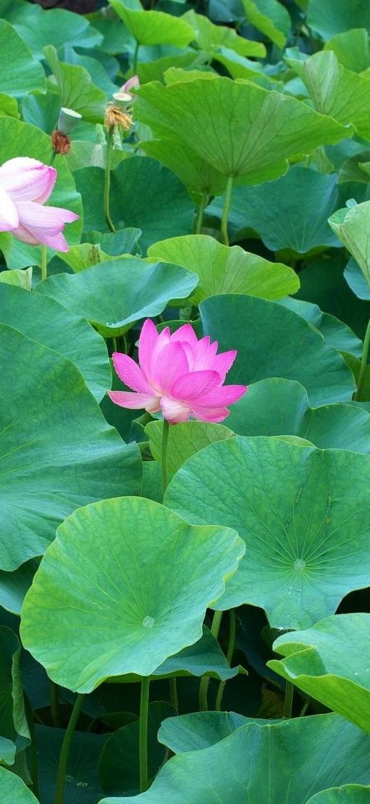 lotuses, herbs, leaves, many