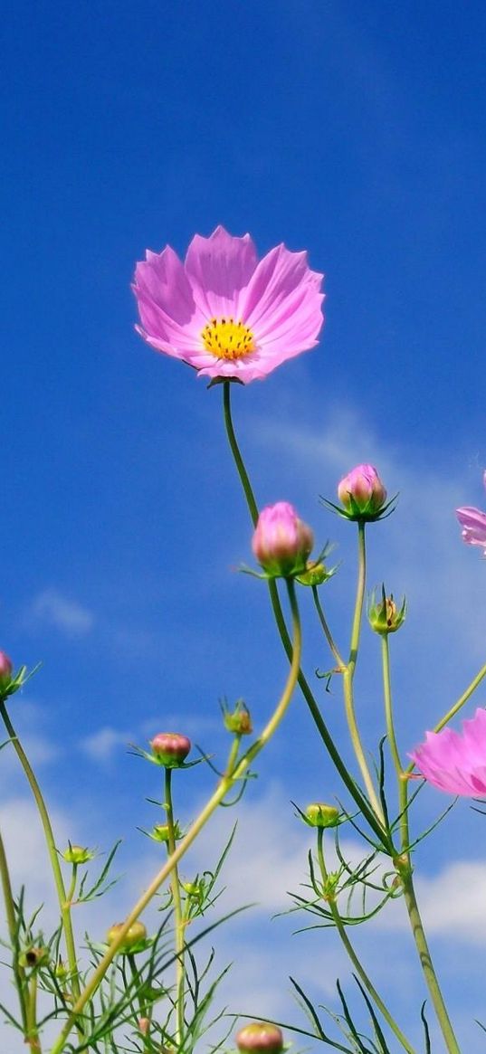 kosmeya, flowers, sky, blue, clouds