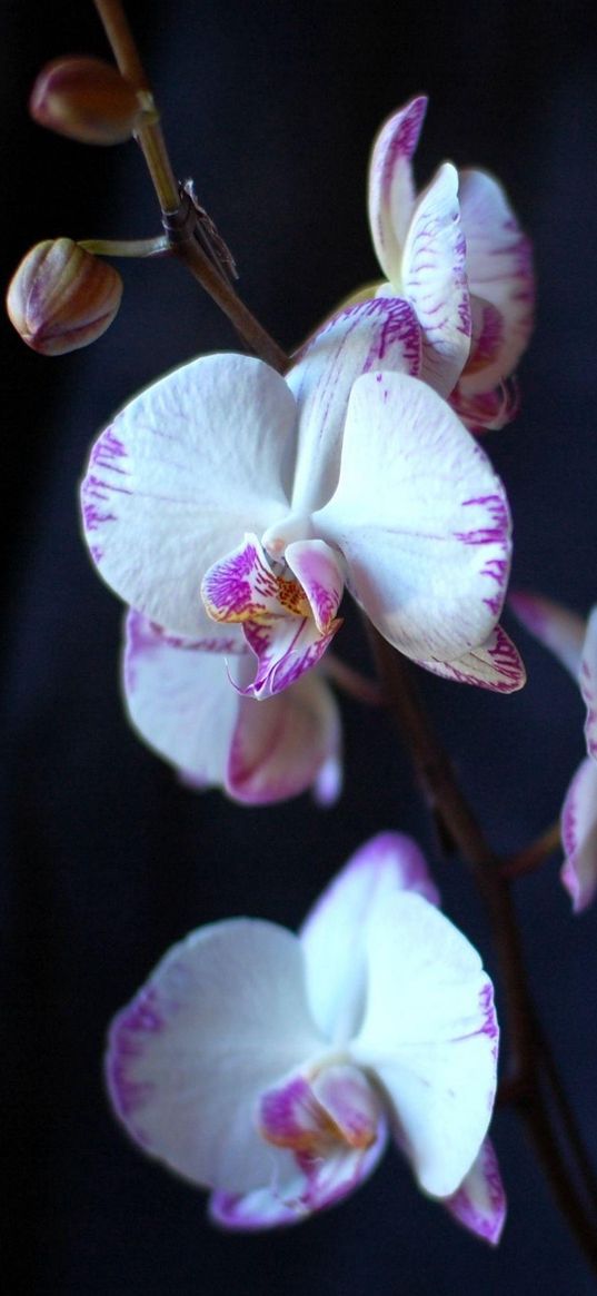 orchid, flowers, branches, close-up