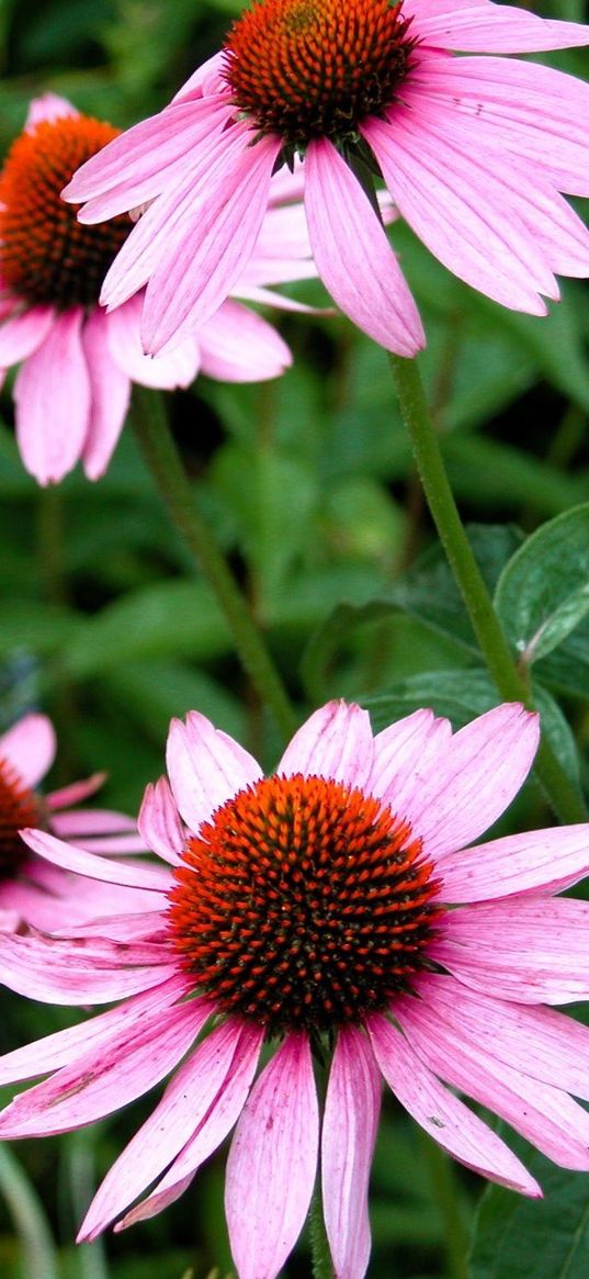 echinacea, flowers, flowerbed, green, close-up