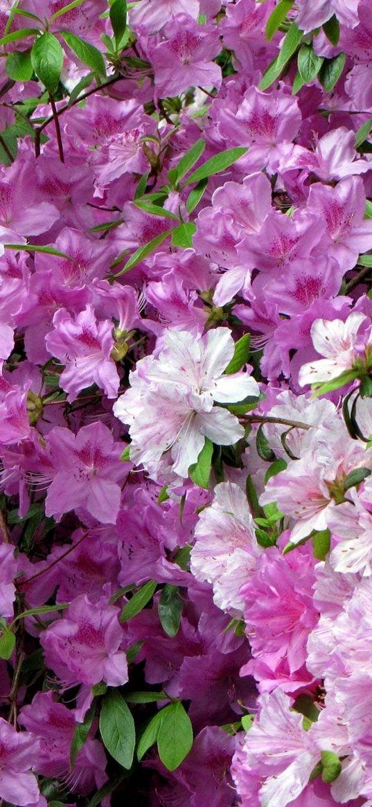 azaleas, bloom, beauty, leaves