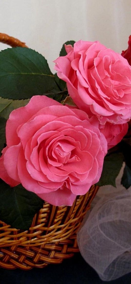 roses, flowers, basket, scarf