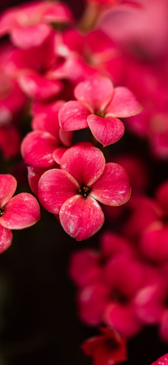 kalanchoe, flowers, petals, pink