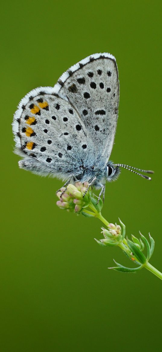 lycaenidae, butterfly, flower, macro